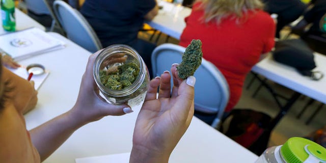July 10, 2014: A student examines a sample of the cannabis strain "granddaddy purple" during a cooking class at the New England Grass Roots Institute in Quincy, Mass.