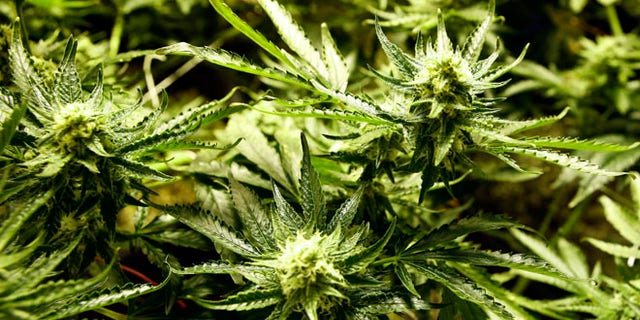Dec. 5, 2013: Marijuana matures in ideal conditions at the Medicine Man dispensary and grow operation in northeast Denver.