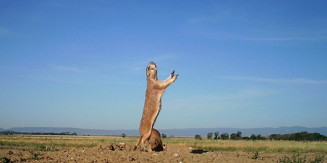 This 2014 photo from a U.S. Fish and Wildlife Service motion-activated camera shows a black-tailed prairie dog Maxwell National Wildlife Refuge in New Mexico. Motion-detecting wildlife cameras devices are getting smaller, cheaper and more reliable, and scientists across the United State are using them to document elusive creatures like never before. (U.S. Fish and Wildlife Service via AP)