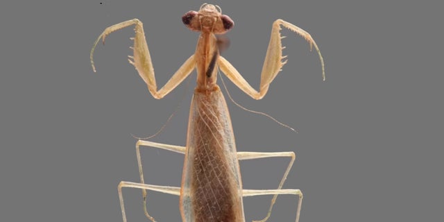 A newly identified praying mantis from Madagascar has been named Ilomantis ginsburgae after Supreme Court Justice Ruth Bader Ginsburg.