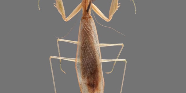 A newly identified praying mantis from Madagascar has been named Ilomantis ginsburgae after Supreme Court Justice Ruth Bader Ginsburg.