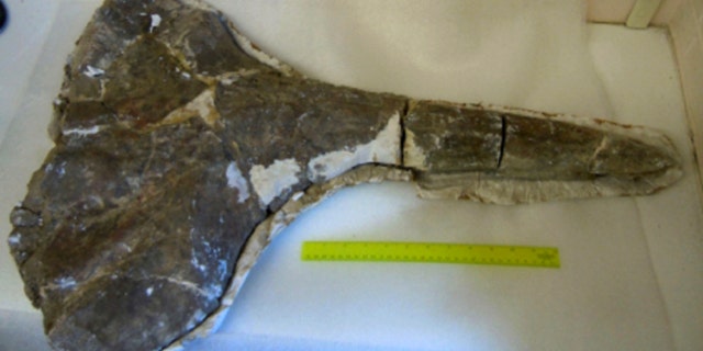 The fossilized skull of the 17-million-year old beaked whale found in modern-day Kenya.
