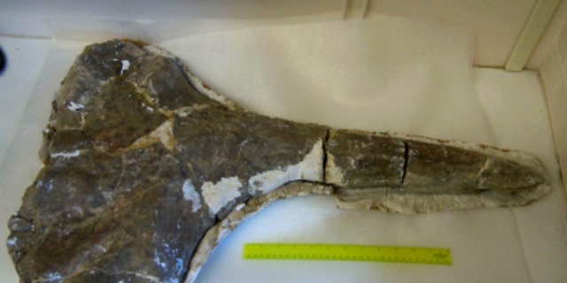 The fossilized skull of the 17-million-year old beaked whale found in modern-day Kenya.