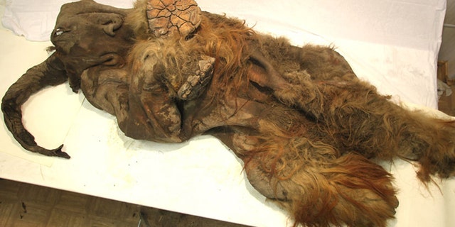 April 4, 2012: A newly discovered frozen mammoth, which is thought to have been approximately two and a half years old when it died, appears to have been cut open at some point.