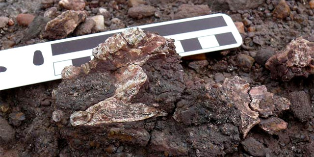 Scientists discovered the partial skull (cranium shown here) of a new primate species, Saadanius hijazensis, in Saudi Arabia. The specimen was found with the palate and teeth facing upward, embedded in an iron-rich clastic conglomerate in the middle part of the Shumaysi Formation.