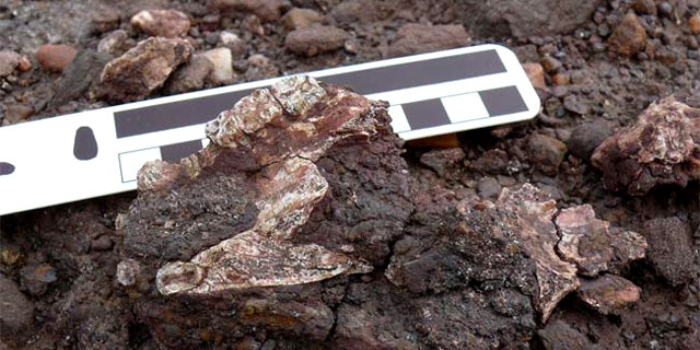 Scientists discovered the partial skull (cranium shown here) of a new primate species, Saadanius hijazensis, in Saudi Arabia. The specimen was found with the palate and teeth facing upward, embedded in an iron-rich clastic conglomerate in the middle part of the Shumaysi Formation.