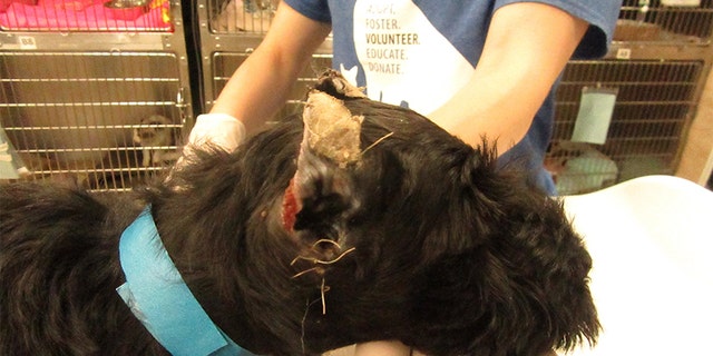 The Pennsylvania SPCA on Thursday announced animal cruelty charges against a woman accused of “cropping” several miniature schnauzer puppies’ ears in what the organization described as a “traumatic experience.”
