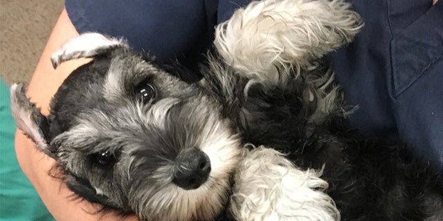The puppies were taken by PSPCA officials and received medical care, the organization said.