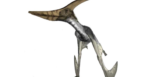 Pteranodon, a pterosaur with a 7 meter wingspan, mid-launch. Note that the legs have already cleared the ground and the arms are being used to push the animal into the air.
