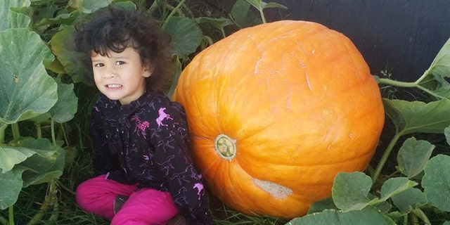 Sept. 18, 2015: In this photo, provided by Matthew Murraine, his daughter, Lilianna, poses next to a giant pumpkin that weighs about 100 pounds outside their home in Spearfish, S.D. The pumpkin was stolen later in the day in what the Murraine calls a heist that was carefully planned.