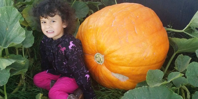 Sept. 18, 2015: In this photo, provided by Matthew Murraine, his daughter, Lilianna, poses next to a giant pumpkin that weighs about 100 pounds outside their home in Spearfish, S.D. The pumpkin was stolen later in the day in what the Murraine calls a heist that was carefully planned.
