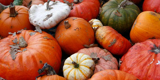 Kuerbisse in den verschiedensten Formen, Farben und Groessen werden am Freitag, 31. Okt. 2008, in Gross Oesingen in Niedersachsen auf einem Bauernhof angeboten. Die einen schnitzen Fratzen zum Halloween Fest daraus, die anderen verarbeiten Kuerbisse in vielen Variatonen in der Kueche (AP Photo/Joerg Sarbach) --- Pumpkins in different sizes, forms and colors are presented on a farm in Gross Oesingen, Germany, Friday, Oct. 31, 2008. (AP Photo/Joerg Sarbach)