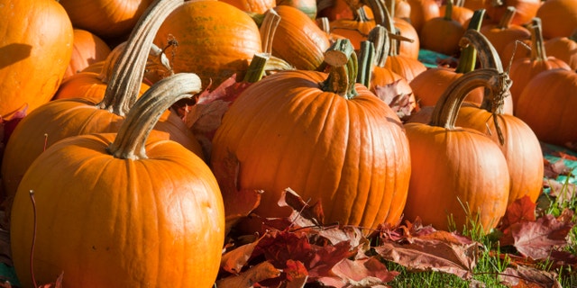 Field of ripe pumpkins amidst fallen leaves on a sunny day. Horizontal shot.