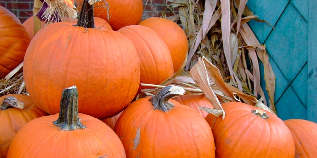 A view of Jack- O'-Lantern pumpkins for sale at a Chicago supermarket October 8, 2007. Pumpkins will be costing more this year as drought and heat this summer resulted in smaller harvests in some key U.S. production areas. Extreme dryness hit much of the northern United States this summer, sapping the harvest in four of the top five pumpkin-producing states: New York, Pennsylvania, Ohio and Illinois. Picture taken October 8, 2007. REUTERS/Michael Hirtzer (UNITED STATES)
