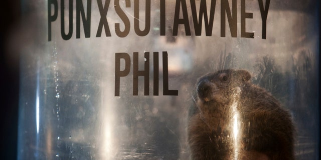 File photo - Groundhog Punxsutawney Phil peers out of his enclosure onstage after his annual weather prediction on Gobbler's Knob on the 128th Groundhog Day in Punxsutawney, Pennsylvania Feb. 2, 2014. (REUTERS/Stephanie Strasburg)