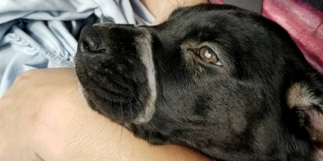 While the vet didn’t initially think the hair would grow back over the wound around his mouth, it ended up growing back white.