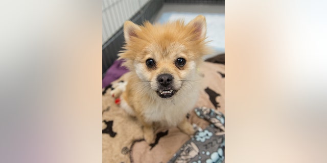 X-rays revealed Penny had a spinal fracture from suspected abuse which left her unable to walk or even stand on her own.