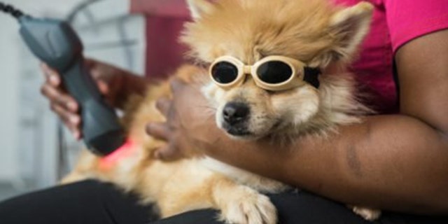 A paralyzed young Pomeranian has seen a miracle recovery thanks to special water therapy.
