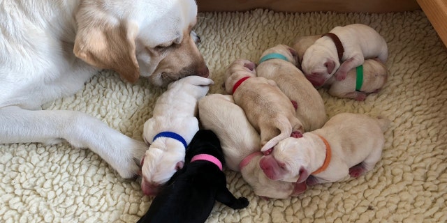 Spike was just born January 29, along with five brothers and two sisters, to mom Dory.
