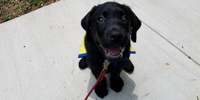 One puppy will be named “Chance” in honor of former University of Georgia baseball player Chance Veazey.