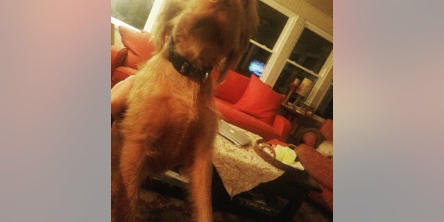 Angus P. Woolley was entered into the Kansas governor's race by his owner, Terran Woolley.
