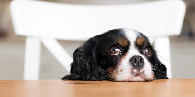 cute dog begging for food at the kitchen table