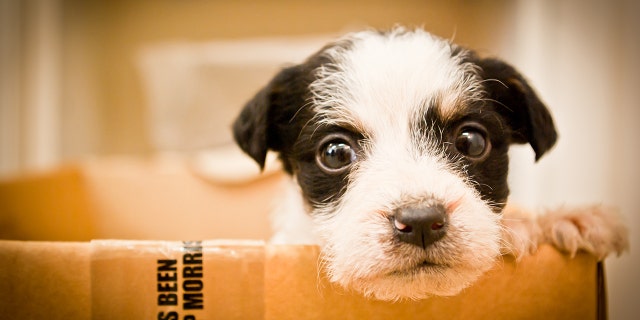 California will become the first state to require pet stores to sell rescue animals.