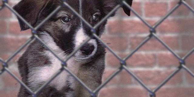 A hard-fought compromise over a crackdown on Missouri's infamous puppy mills has satisfied both sides in the state but national animal advocates are still howling over the events that preceded the deal, which they say lacks teeth.(AP)
