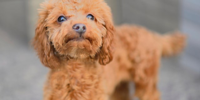 The CDC investigation found the puppies, not pictured here, were sold at Petland stores in 7 states.
