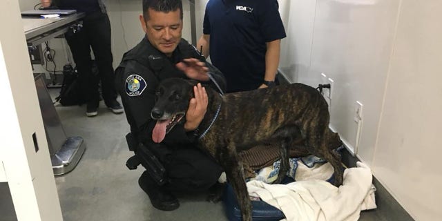 Puskas with his handler, Officer Luis Galeana, after surgery on Tuesday.