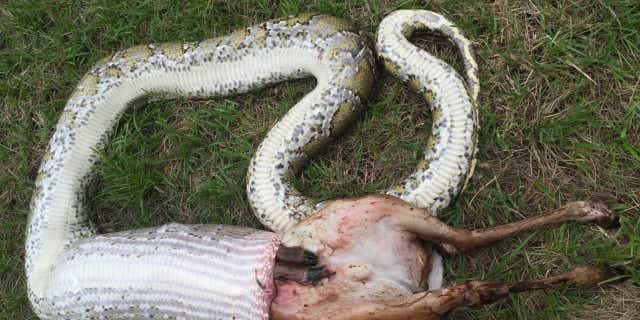 A 2015 photo, which was just released this week, shows a Burmese python regurgitating a 35-pound white-tailed deer.