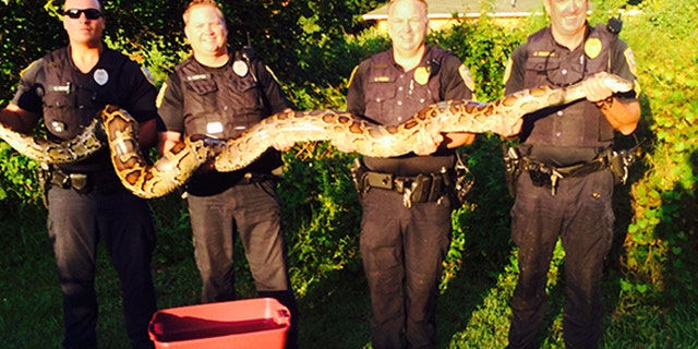 Police in Port St. Lucie, Fla., pose with 12-foot, 120-pound python captured in August, 2014.
