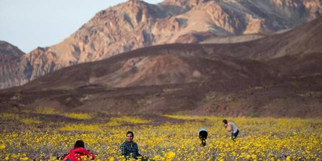 Tourists take turn snapping pictures of wildflowers near Badwater Basin in Death Valley, Calif.