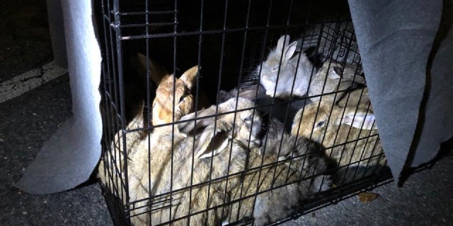 Twenty-eight domesticated rabbits were recently rescued around a train station in Ronkonkoma, Long Island.