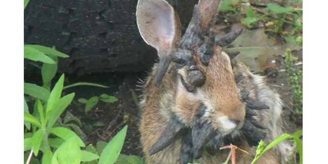 College student captures 'world's scariest rabbit' in video a viral hit ...
