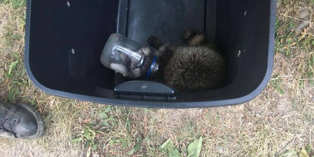A raccoon was freed from a mayonnaise jar in New York state, the Ithaca Fire Department says.