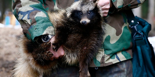 Holding up a raccoon like this hunter could land you six months of jail time in Utah.