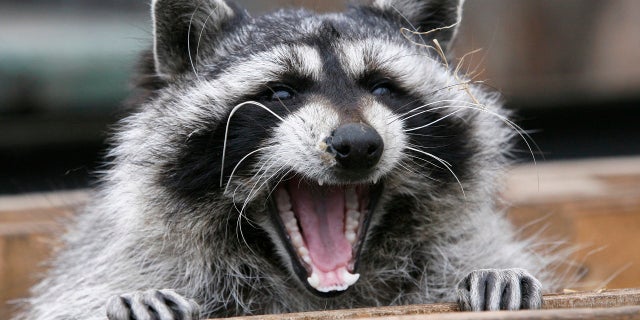 Raccoons with distemper can also get aggressive, according to health officials.