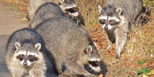 The common factor, found in all of the tumors, was a newly described virus, dubbed raccoon polyomavirus. (Credit: K. Schneider)