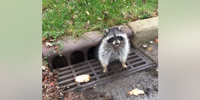 Cops Help Rescue Obese Raccoon From Sewer Grate Fox News 7104