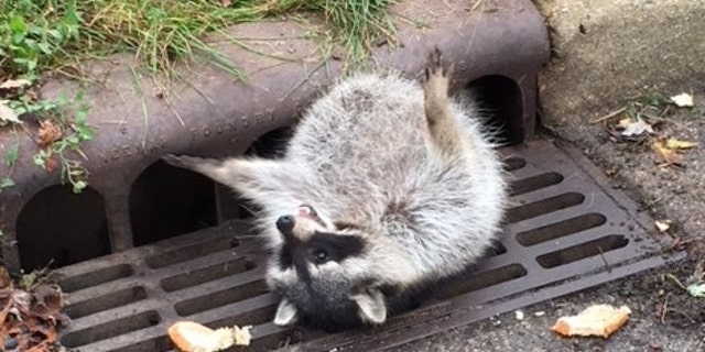 RaccoonZion2
