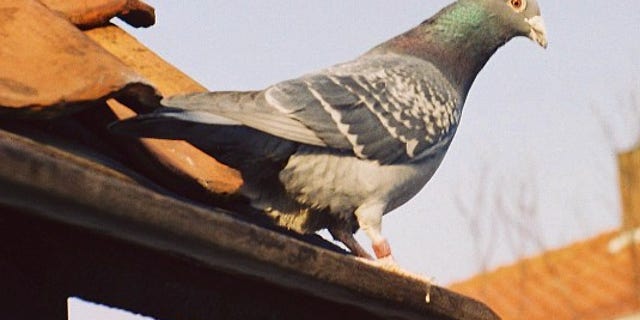 Scientists still don't fully understand the biological mechanisms behind a pigeon's ability to navigate.