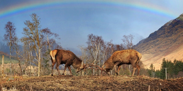 Nature-lover Stephen Davies spotted the majestic sight on a trip through the Scottish highlands with his family.