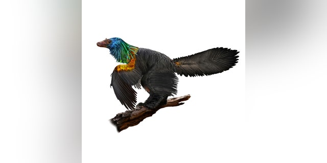 caihong dinosaur