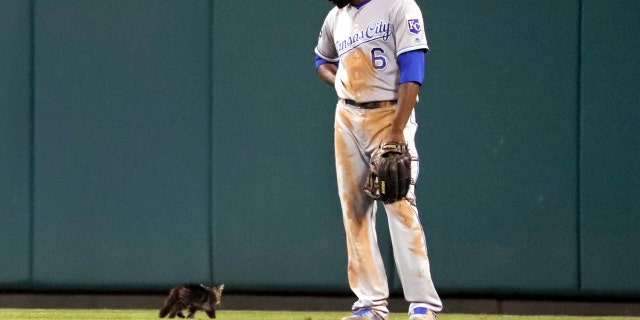 Kansas City Royals center fielder Lorenzo Cain watches as a cat runs past.