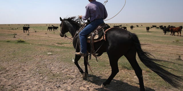 EADS, CO - AUGUST 22: Rancher Gary Wollard prepares to lasso sick cattle for treatment on August 22, 2012 near Eads, on the plains of eastern Colorado. Many cattle in the area have developed respiratory infections due to the wide temperature swings in this summer's heatwave and drought. While most cases have been cured with antibiotics, some have been fatal. More than half of high plains areas of eastern Colorado, Nebraska and Kansas are still in extreme or exceptional drought, despite recent lower temperatures, according to the University of Nebraska's Drought Monitor. The record-breaking drought, which has affected more than half of the continental United States, is expected to drive up food prices by 2013 due to lower crop harvests and the adverse effect on the nation's cattle industry. (Photo by John Moore/Getty Images)