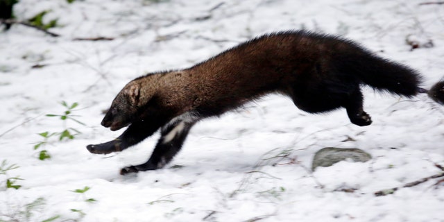 A Pacific fisher takes off running on Dec. 2, 2016.