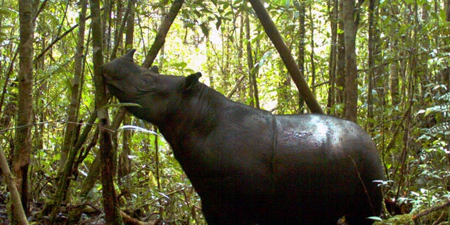 A Sumatran rhino roams at Gunung Leuser National Park in Aceh province, Indonesia. A conservationist from the foundation said Thursday, Aug. 9, 2012 that seven of the world's rarest rhinoceroses were photographed at the national park. It is the first sighting there in 26 years.