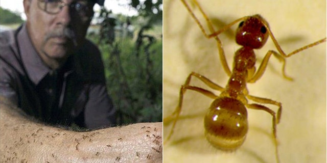 Tom Rasberry, a Houston-area exterminator, is credited with the discovery of the "Rasberry Crazy Ant," a destructive insect that has spread to 27 Texas counties. (AP)