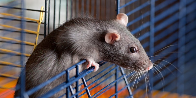 Severe infections with the Seoul virus can cause a disease called hemorrhagic fever with renal syndrome, which includes symptoms such as internal bleeding and kidney problems.